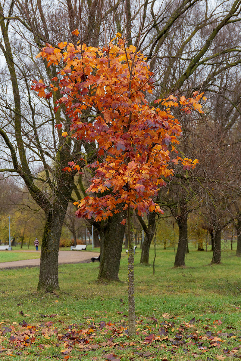 Image of Acer platanoides specimen.
