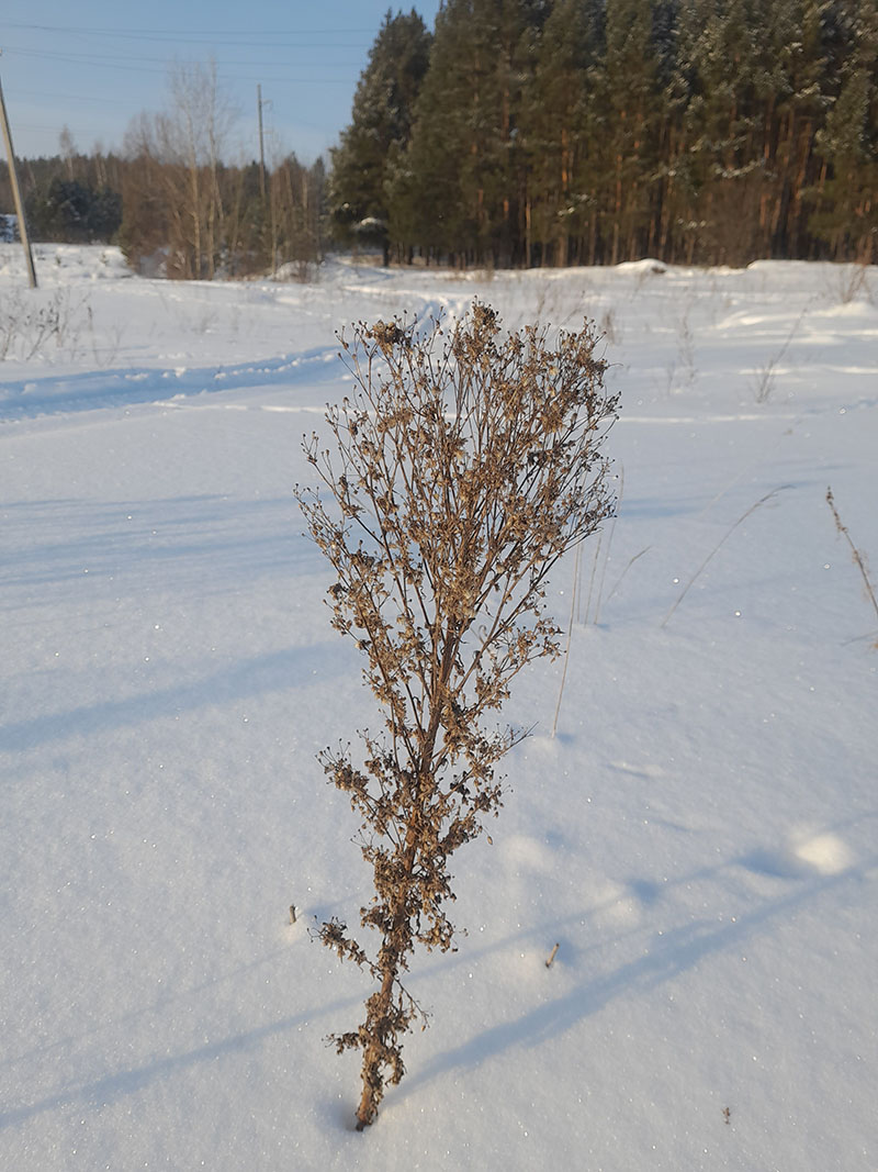 Изображение особи Conyza canadensis.