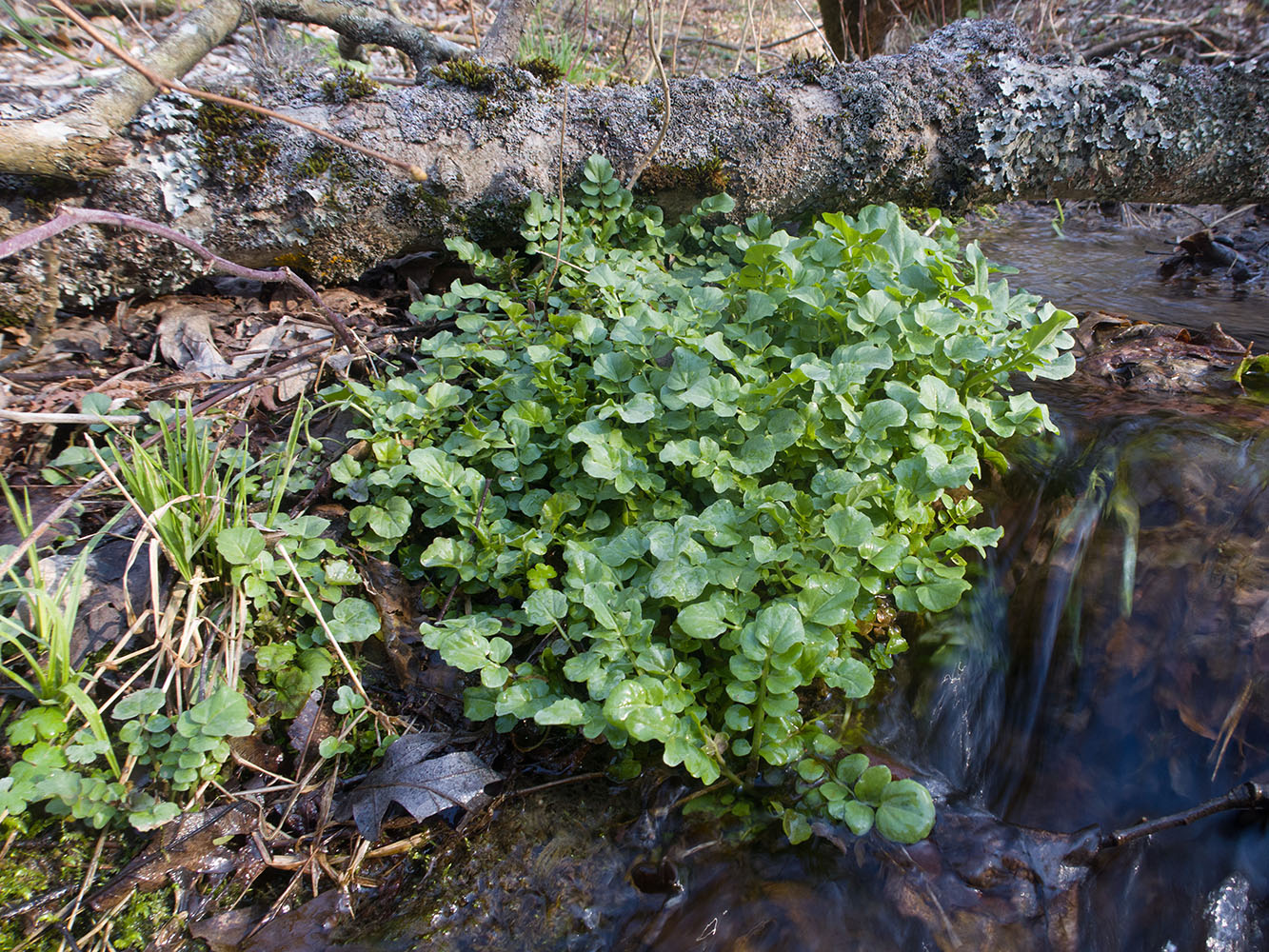 Image of Cardamine tenera specimen.