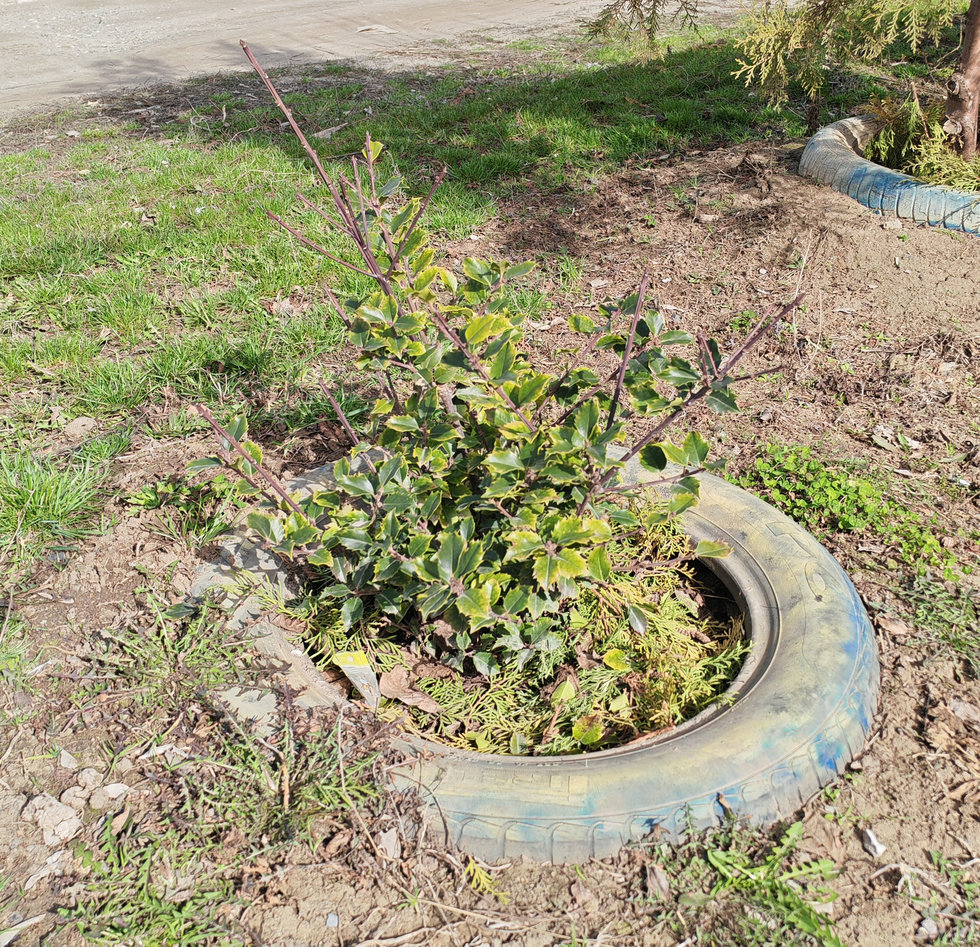 Изображение особи Ilex × meserveae.