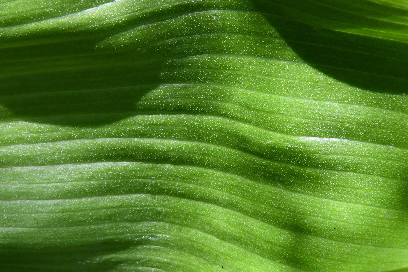 Image of Fritillaria eduardii specimen.