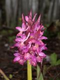Dactylorhiza подвид georgica