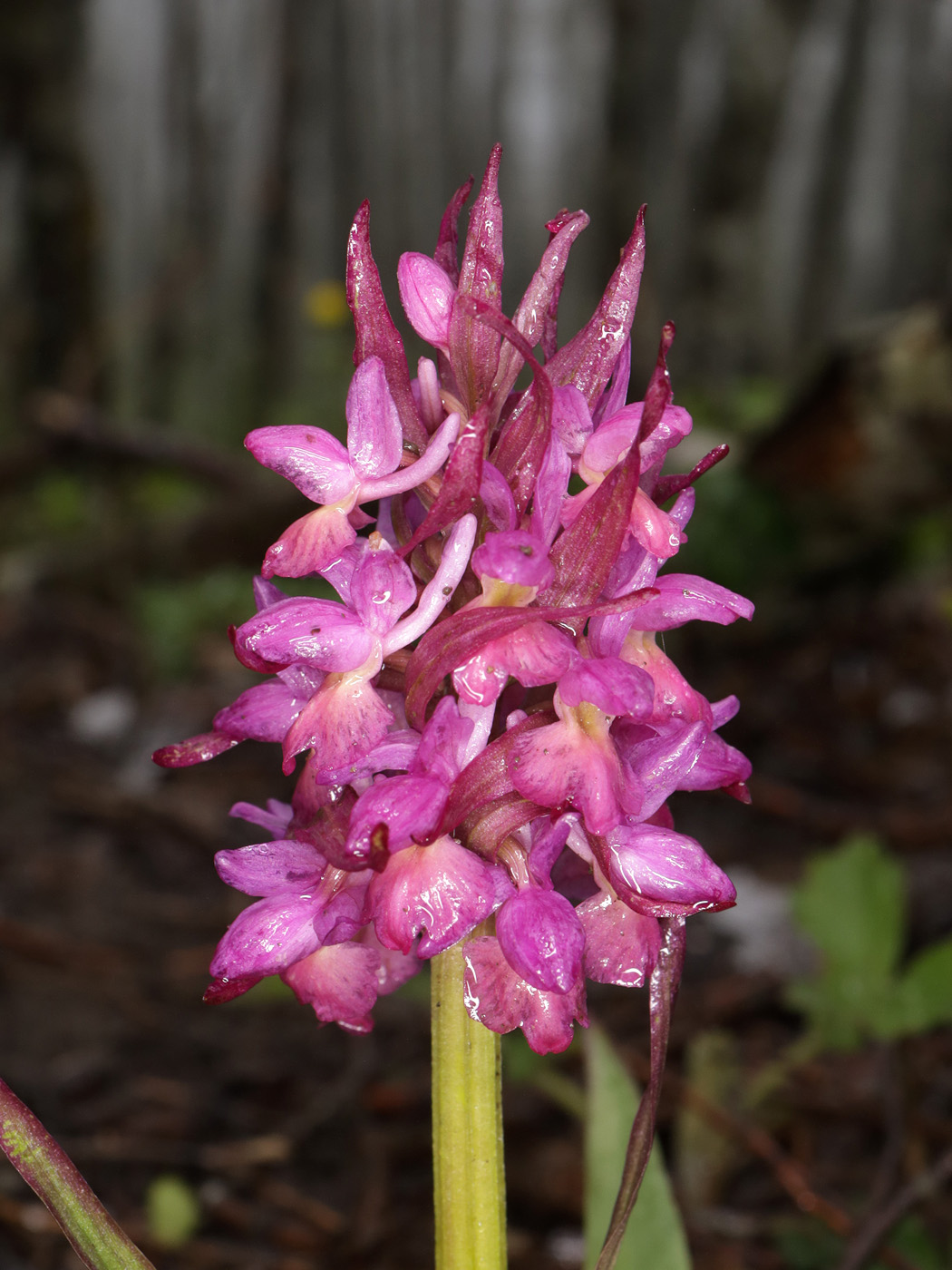 Image of Dactylorhiza romana ssp. georgica specimen.