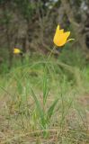 Tulipa suaveolens. Цветущее растение. Краснодарский край, Черноморское побережье Кавказа, севернее с. Кабардинка, Маркотхский хр., отроги г. Совхозная, можжевеловое редколесье. 25 апреля 2026 г.