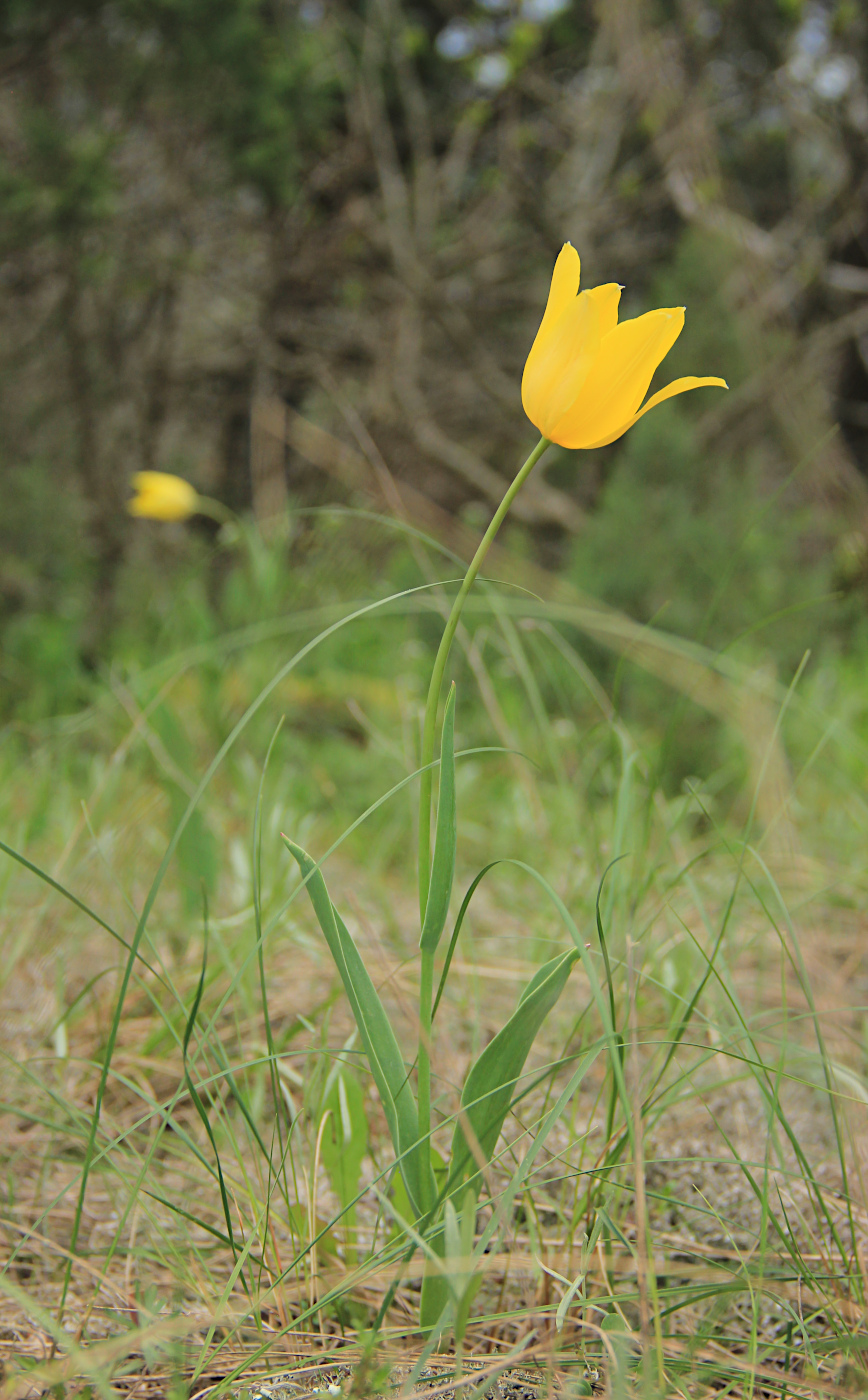 Изображение особи Tulipa suaveolens.