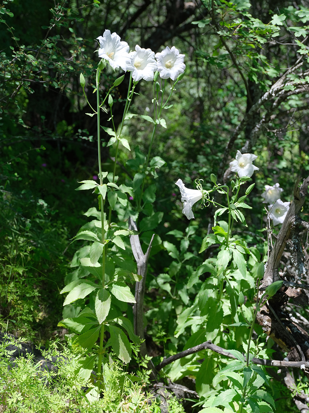 Image of Ostrowskia magnifica specimen.