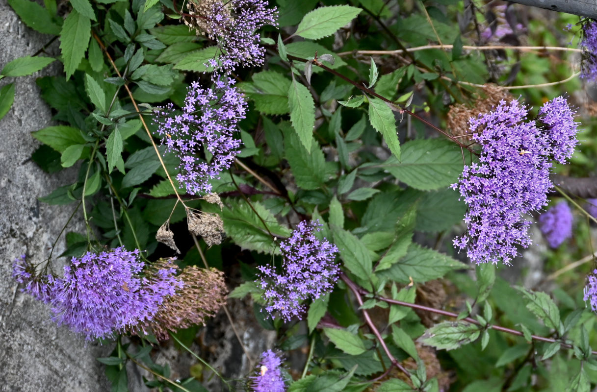 Image of Trachelium caeruleum specimen.