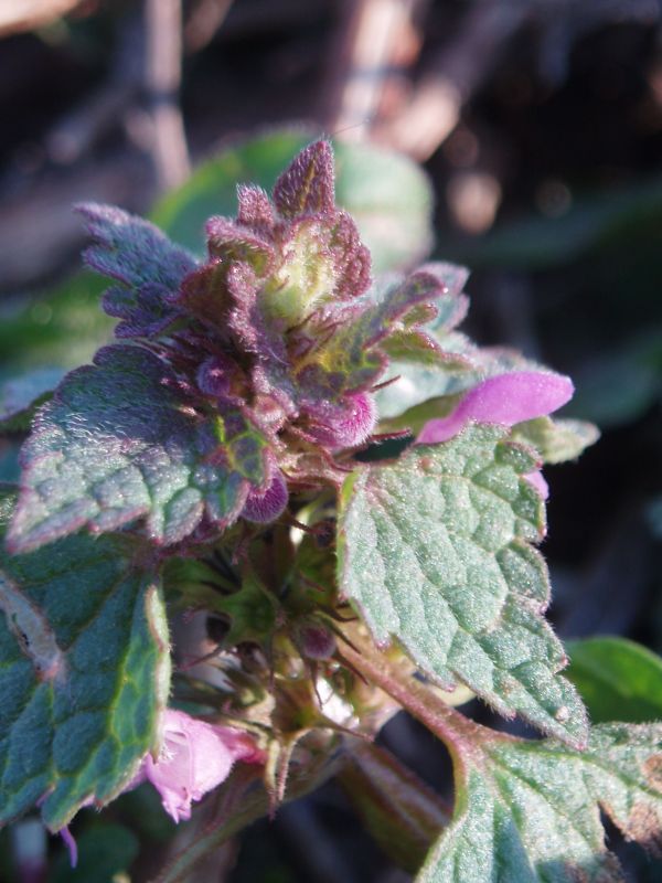 Изображение особи Lamium purpureum.