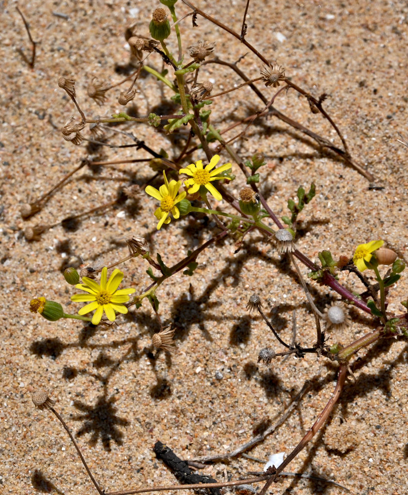 Image of Senecio gallicus specimen.