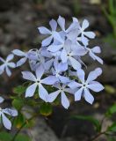 Phlox divaricata. Цветки. Псков, ул. Георгиевская, клумба. 07.06.2025.