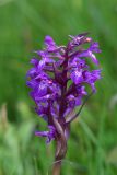 genus Dactylorhiza