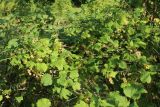 Ribes rubrum. Часть кроны плодоносящего растения. Беларусь, Витебская обл., пос. Езерище, сад. 11.07.2026.