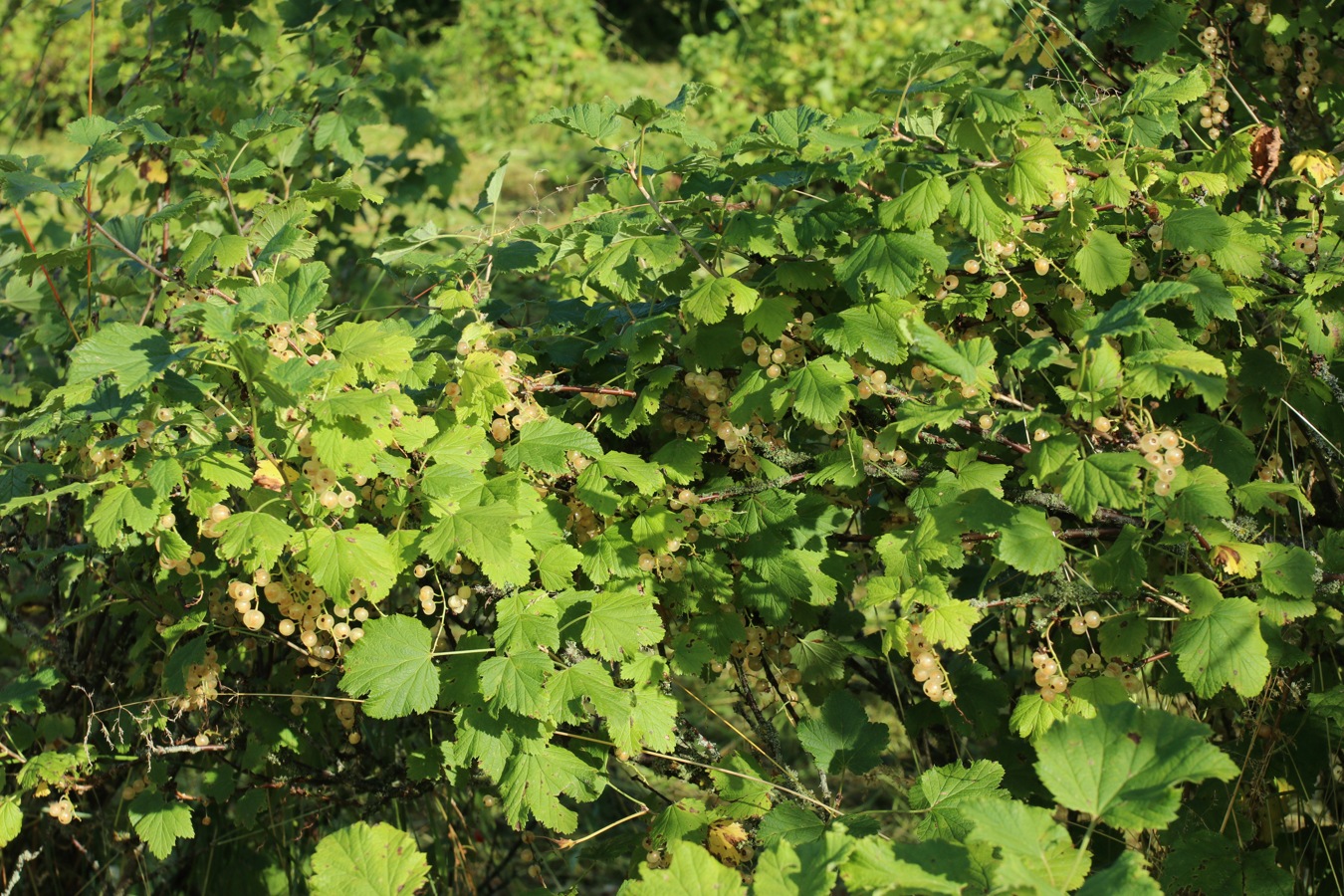 Image of Ribes rubrum specimen.