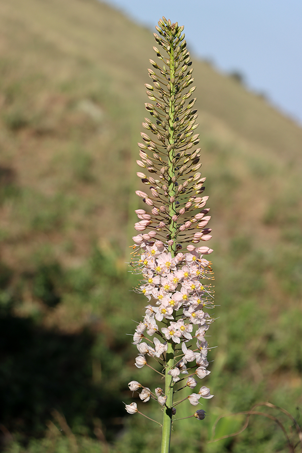 Image of Eremurus robustus specimen.
