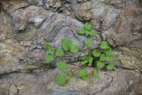 familia Lamiaceae