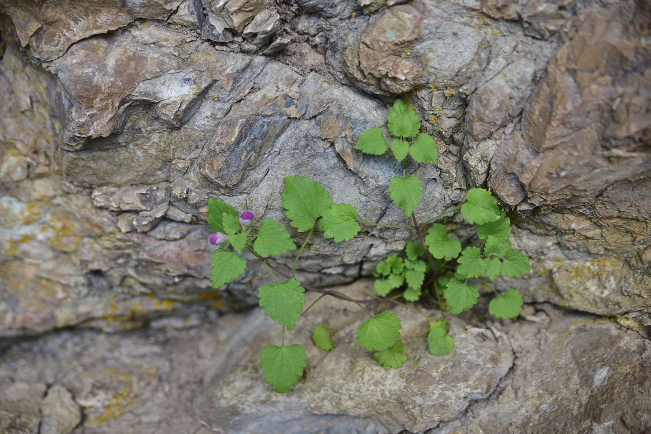Image of familia Lamiaceae specimen.