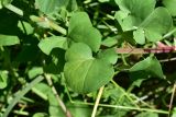 genus Rumex. Лист. Турция, ил Артвин, у стены храма Отхта, луг. 13 июня 2026 г.