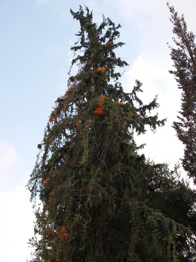 Image of Pyrostegia venusta specimen.
