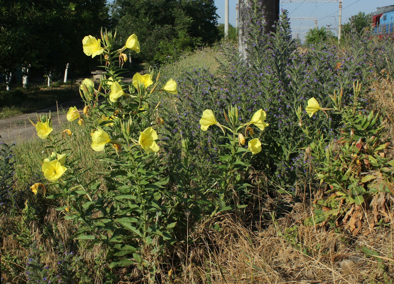 Изображение особи Oenothera glazioviana.