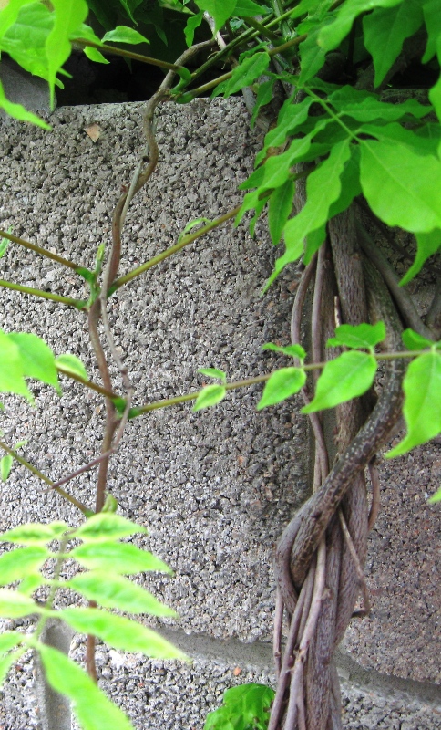 Image of Wisteria sinensis specimen.