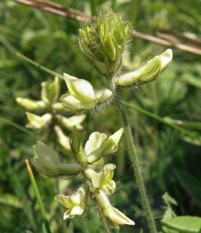 Изображение особи Oxytropis pilosa.