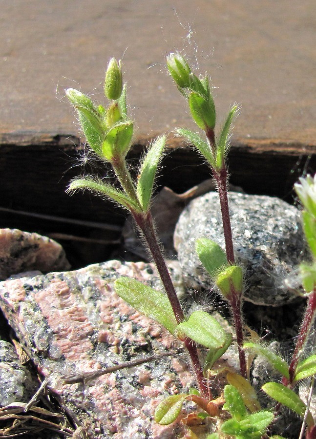 Изображение особи Cerastium holosteoides.