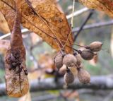 род Tilia. Плоды. Московская обл., Серпуховской р-н, Приокско-Террасный биосферный заповедник, опушка леса у р.Тадинка. 06.10.2009.