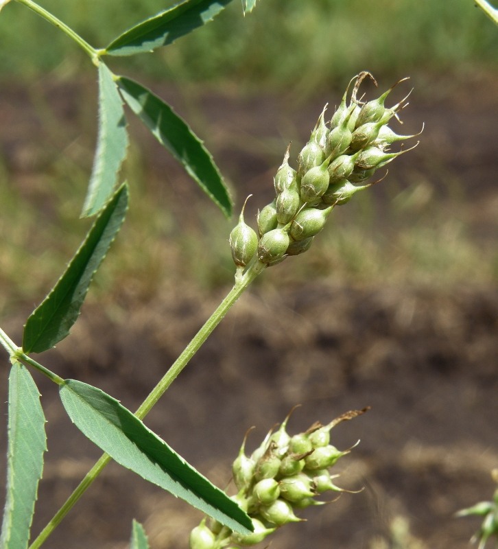 Изображение особи Trigonella procumbens.