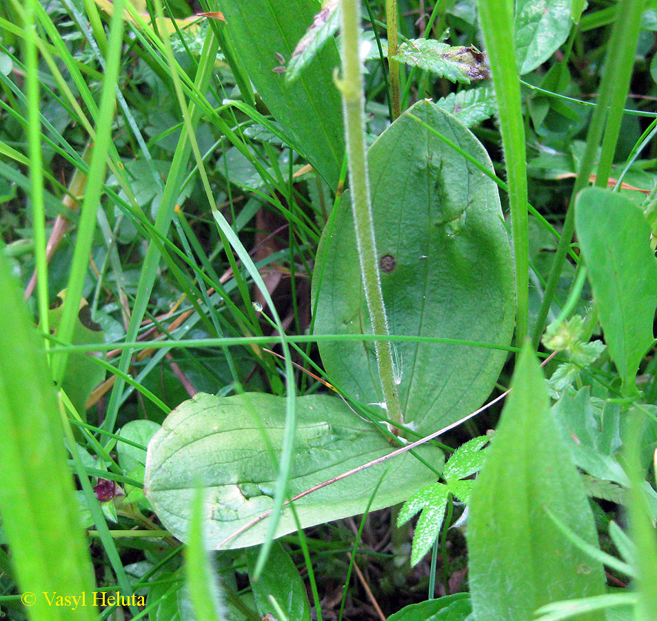 Image of Listera ovata specimen.