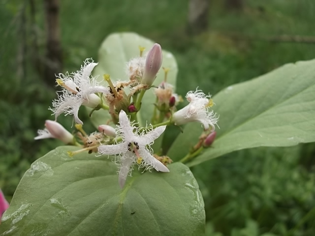 Изображение особи Menyanthes trifoliata.