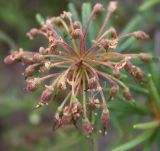 Ledum palustre. Соплодие. Ленинградская обл., Кингисеппский р-н. 30.07.2011.
