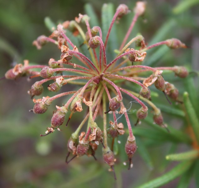 Image of Ledum palustre specimen.