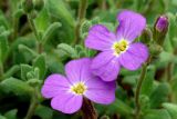 Aubrieta × cultorum. Цветки. Московская обл., Раменский р-н, окр. дер. Хрипань, дачный участок. 15.05.2006.