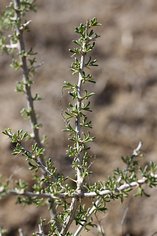 Image of Lycium ruthenicum specimen.