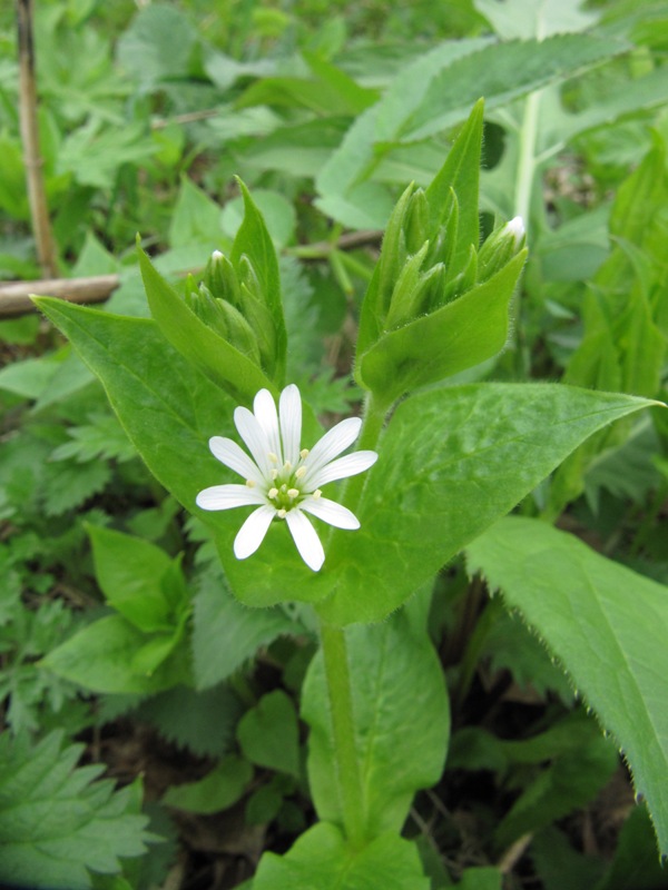 Изображение особи Stellaria nemorum.