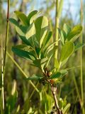 Vaccinium uliginosum. Часть веточки с незрелыми плодами. Московская обл., Одинцовский р-н, окраина оз. Полецкое, болото. 14.06.2011.