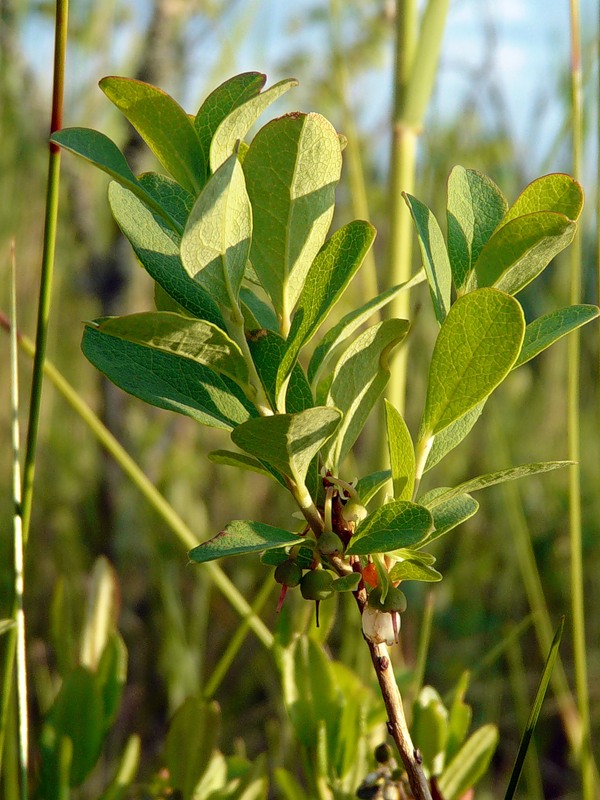 Image of Vaccinium uliginosum specimen.