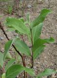 Salix &times; puberula