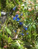 Gentiana nivalis