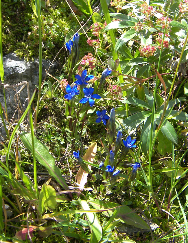 Изображение особи Gentiana nivalis.