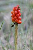 Arum korolkowii