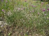 Trifolium arvense