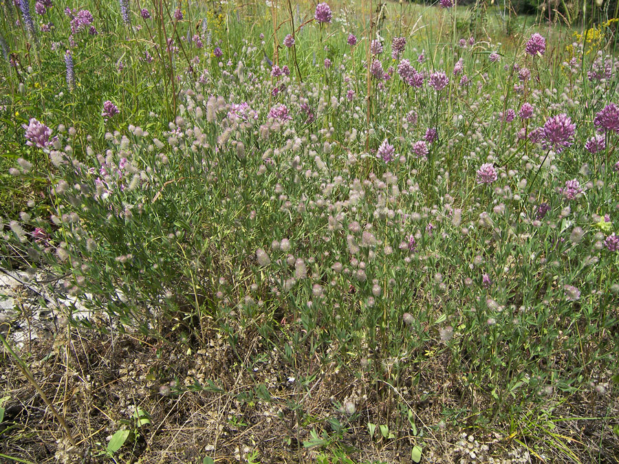 Изображение особи Trifolium arvense.