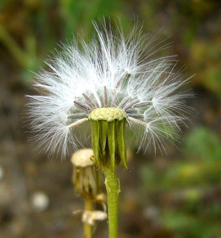 Image of Senecio subdentatus specimen.