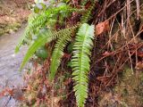 Blechnum spicant