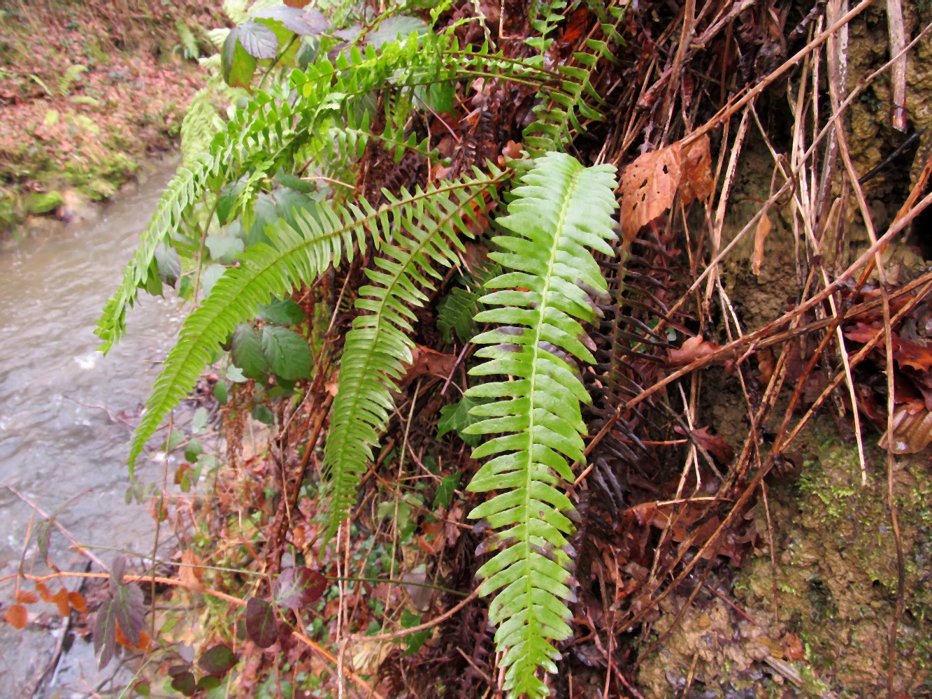 Image of Blechnum spicant specimen.