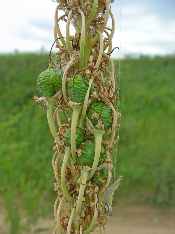 Изображение особи Eremurus regelii.