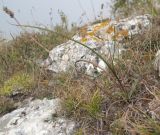 Plantago atrata