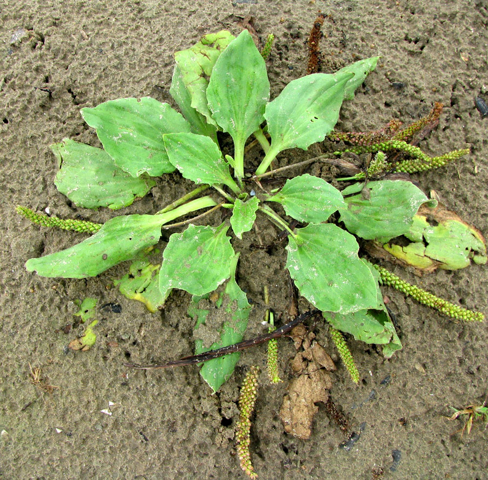 Image of Plantago uliginosa specimen.