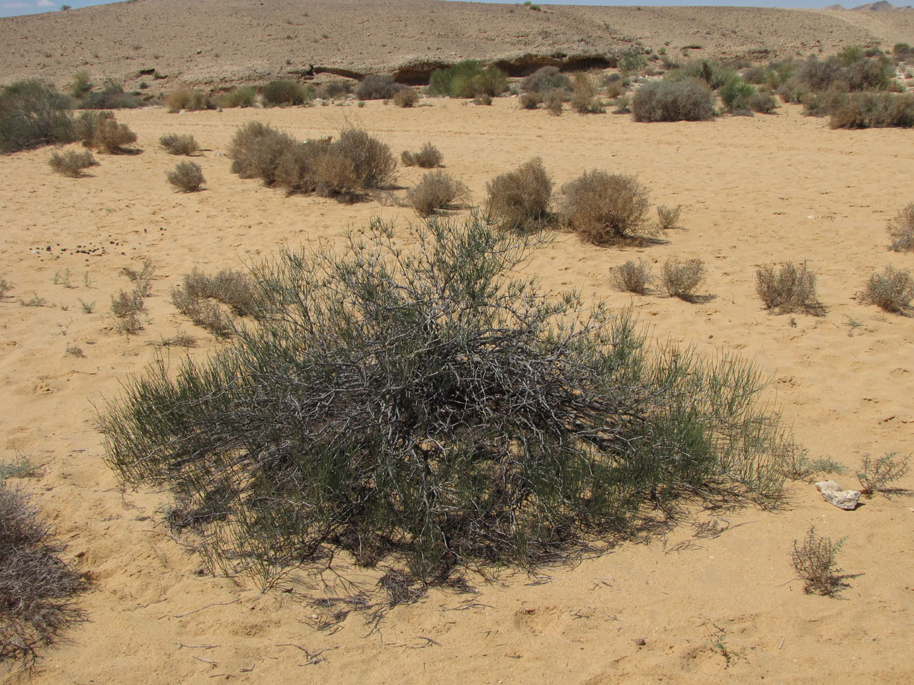 Изображение особи Calligonum polygonoides.